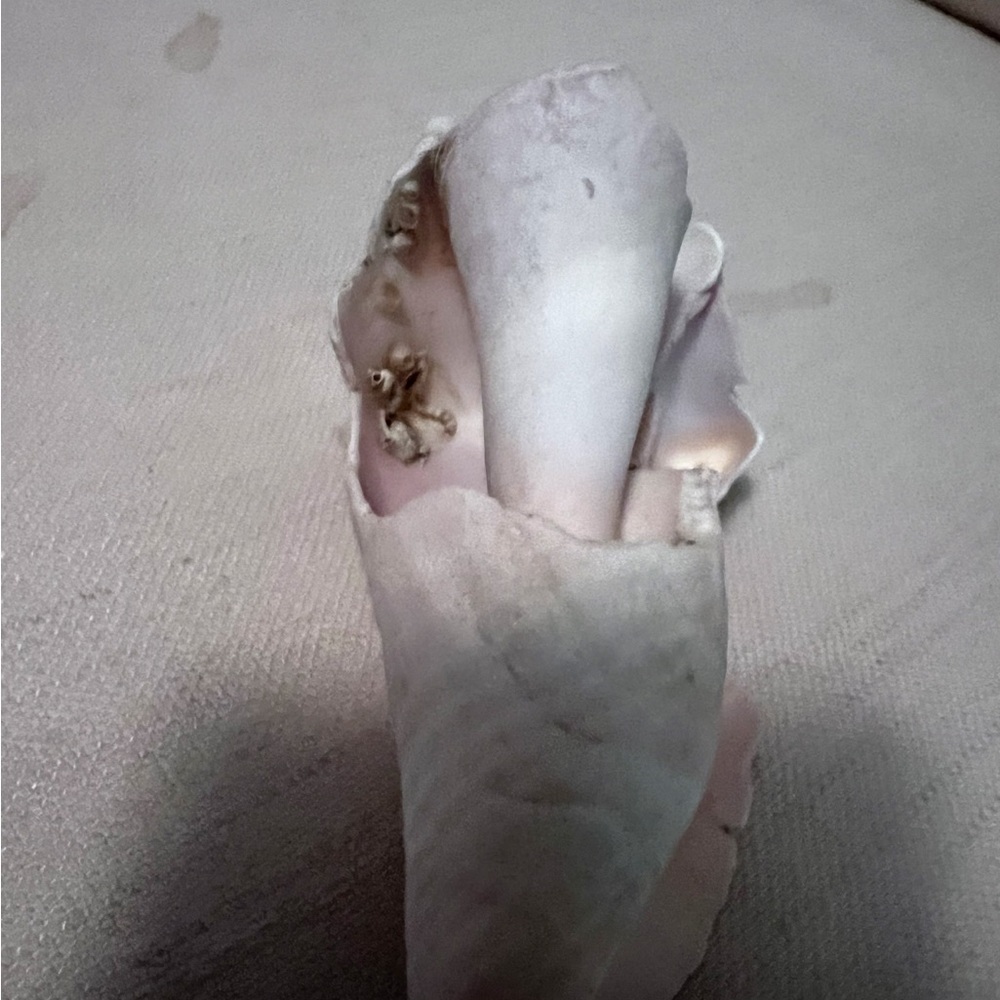 Large portion White Conch Shell - Picture 9 of 10